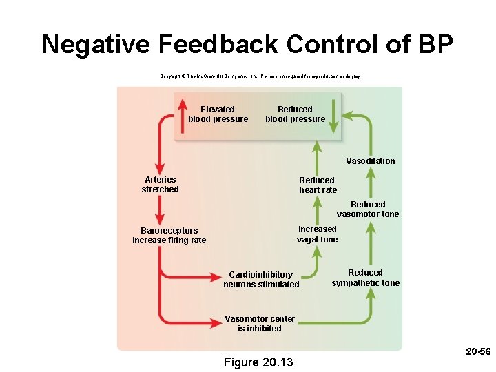 Negative Feedback Control of BP Copyright © The Mc. Graw-Hill Companies, Inc. Permission required