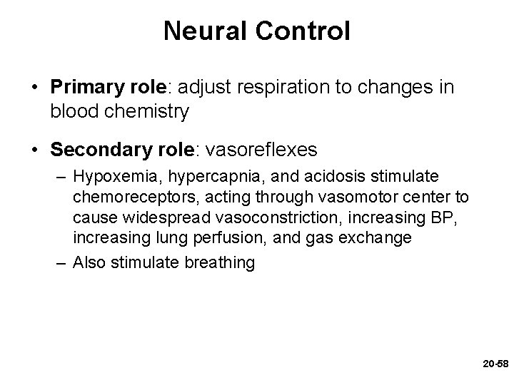 Neural Control • Primary role: adjust respiration to changes in blood chemistry • Secondary