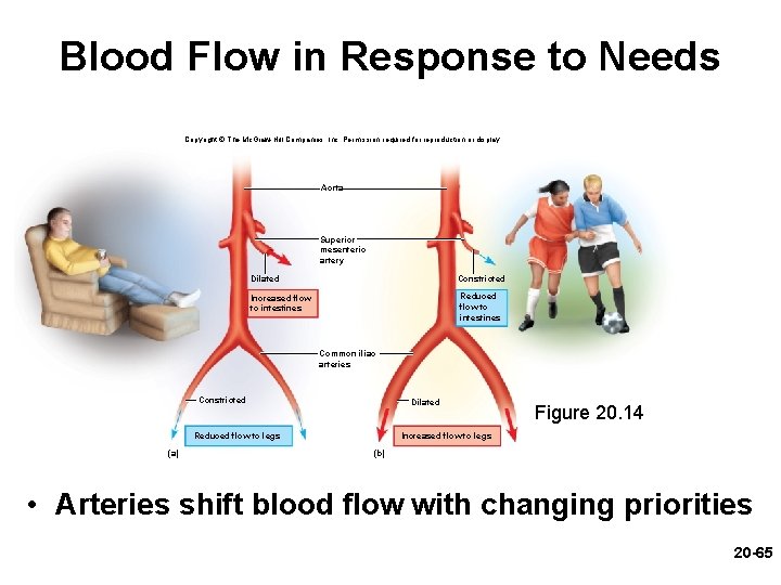 Blood Flow in Response to Needs Copyright © The Mc. Graw-Hill Companies, Inc. Permission