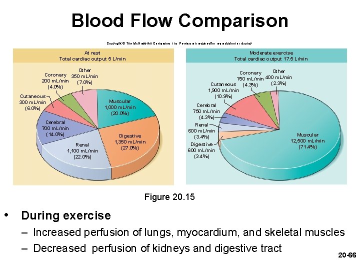 Blood Flow Comparison Copyright © The Mc. Graw-Hill Companies, Inc. Permission required for reproduction