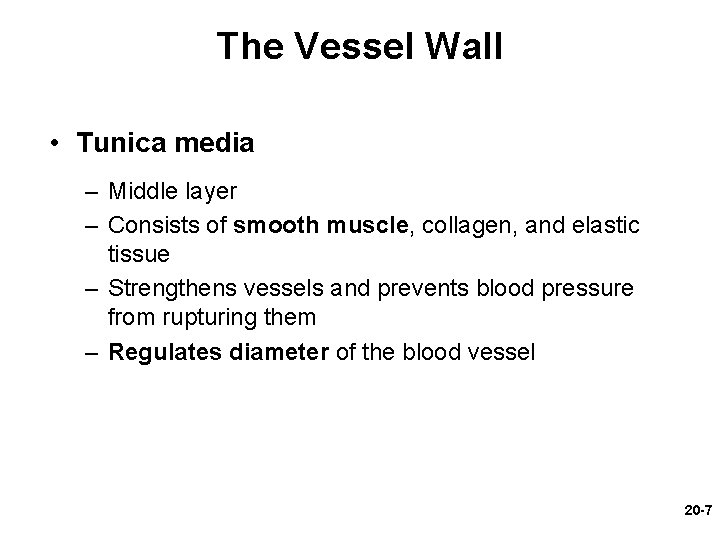 The Vessel Wall • Tunica media – Middle layer – Consists of smooth muscle,