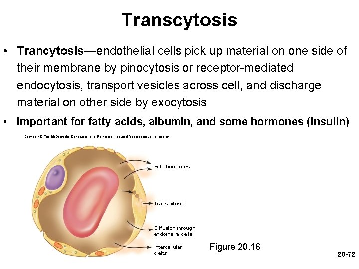 Transcytosis • Trancytosis—endothelial cells pick up material on one side of their membrane by