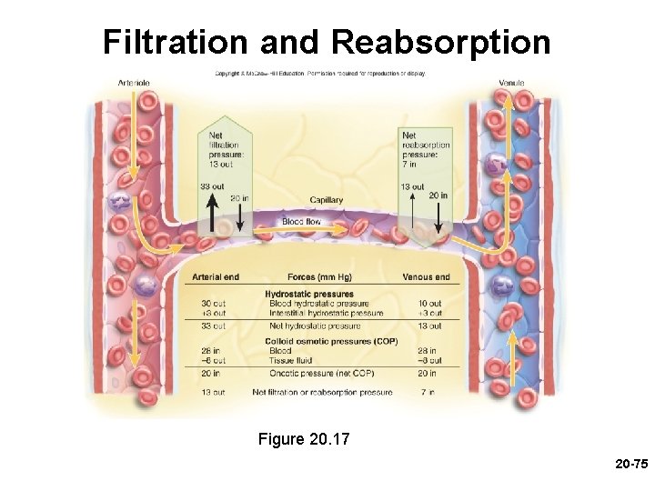 Filtration and Reabsorption Figure 20. 17 20 -75 