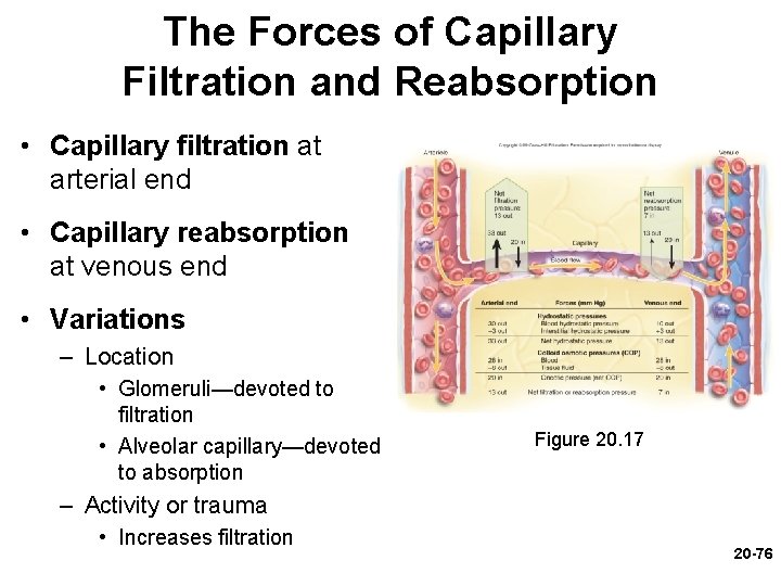 The Forces of Capillary Filtration and Reabsorption • Capillary filtration at arterial end •