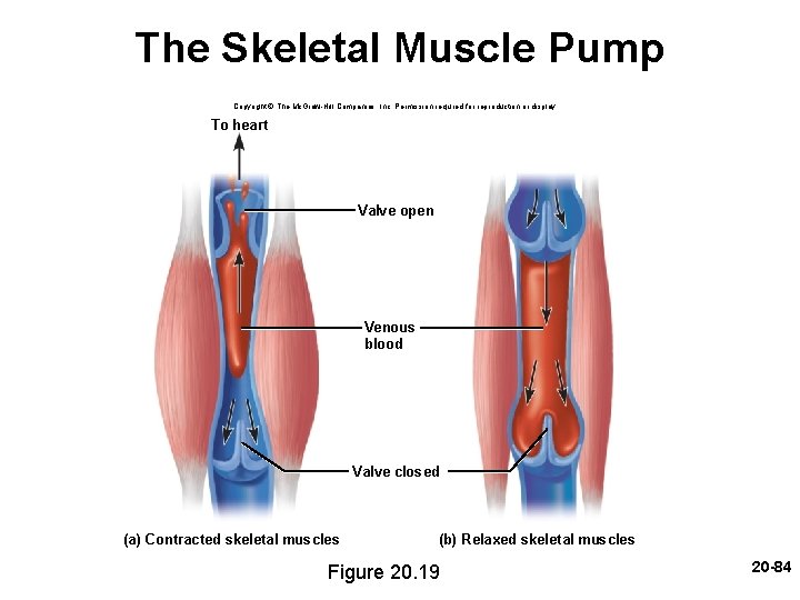 The Skeletal Muscle Pump Copyright © The Mc. Graw-Hill Companies, Inc. Permission required for