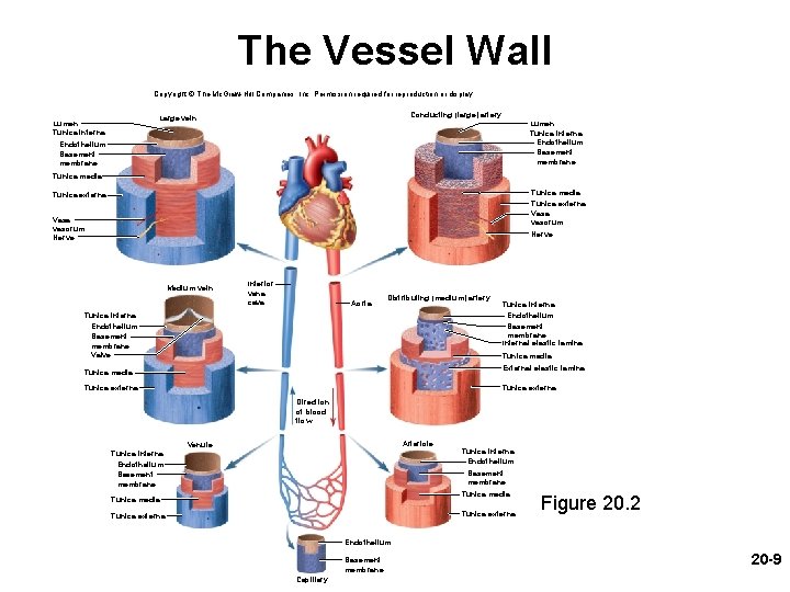 The Vessel Wall Copyright © The Mc. Graw-Hill Companies, Inc. Permission required for reproduction