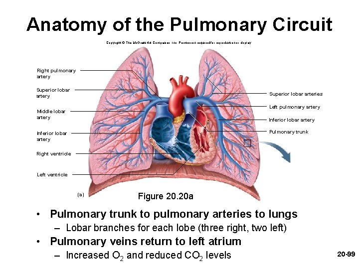 Anatomy of the Pulmonary Circuit Copyright © The Mc. Graw-Hill Companies, Inc. Permission required