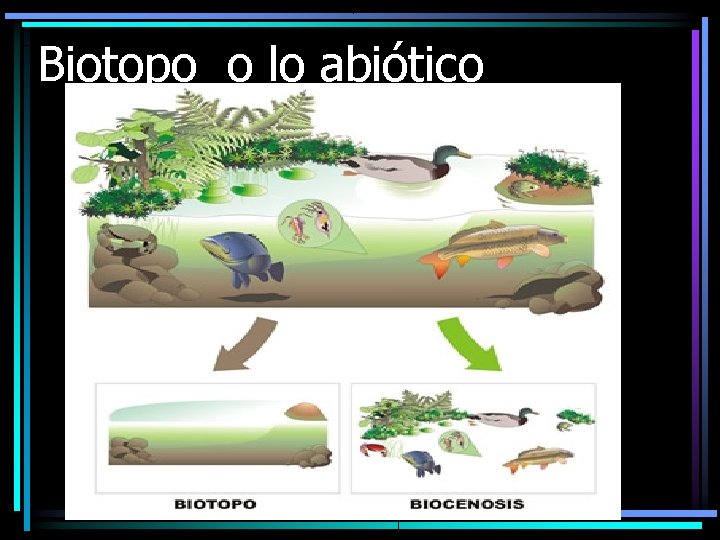 Biotopo o lo abiótico 