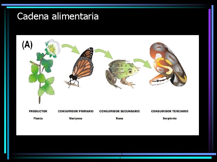 Cadena alimentaria 