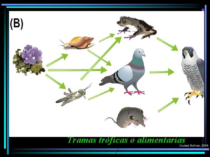  Tramas tróficas o alimentarias Ciudad Bolívar, 2009 