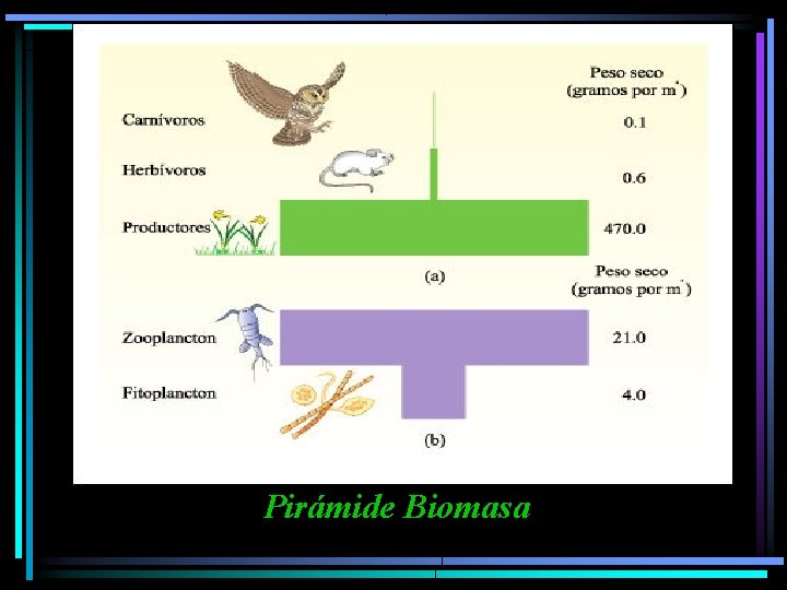  Pirámide Biomasa 