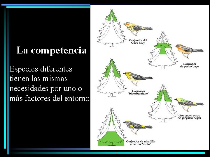 : La competencia Especies diferentes tienen las mismas necesidades por uno o más factores