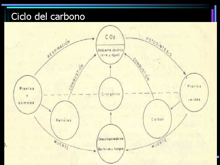 Ciclo del carbono 