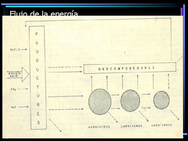 Flujo de la energía 