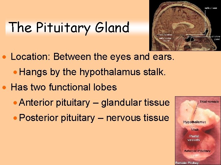 The Pituitary Gland · Location: Between the eyes and ears. · Hangs by the The Pituitary Gland · Location: Between the eyes and ears. · Hangs by the