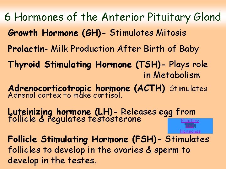 6 Hormones of the Anterior Pituitary Gland Growth Hormone (GH)- Stimulates Mitosis Prolactin- Milk 6 Hormones of the Anterior Pituitary Gland Growth Hormone (GH)- Stimulates Mitosis Prolactin- Milk