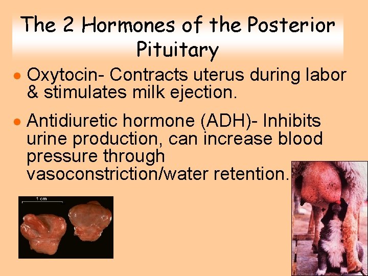 The 2 Hormones of the Posterior Pituitary · Oxytocin- Contracts uterus during labor & The 2 Hormones of the Posterior Pituitary · Oxytocin- Contracts uterus during labor &