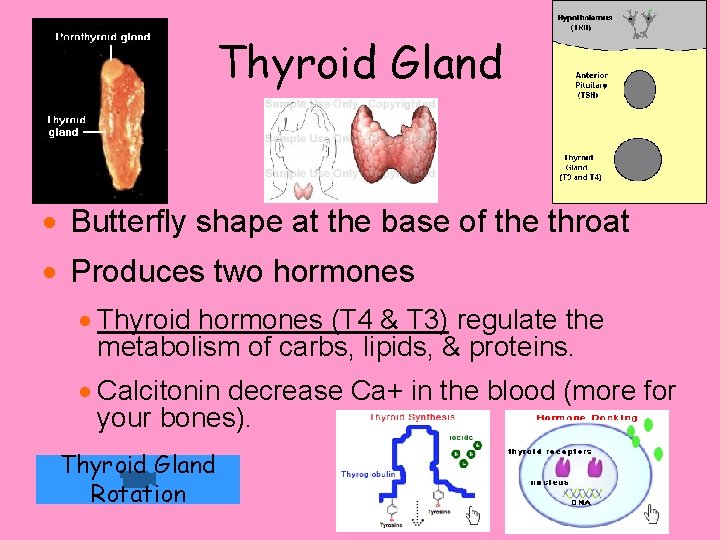 Thyroid Gland · Butterfly shape at the base of the throat · Produces two Thyroid Gland · Butterfly shape at the base of the throat · Produces two