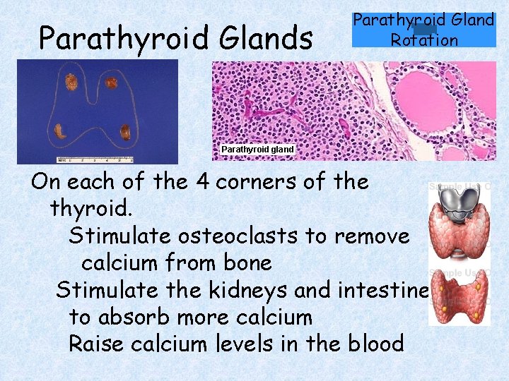 Parathyroid Glands Parathyroid Gland Rotation On each of the 4 corners of the thyroid. Parathyroid Glands Parathyroid Gland Rotation On each of the 4 corners of the thyroid.