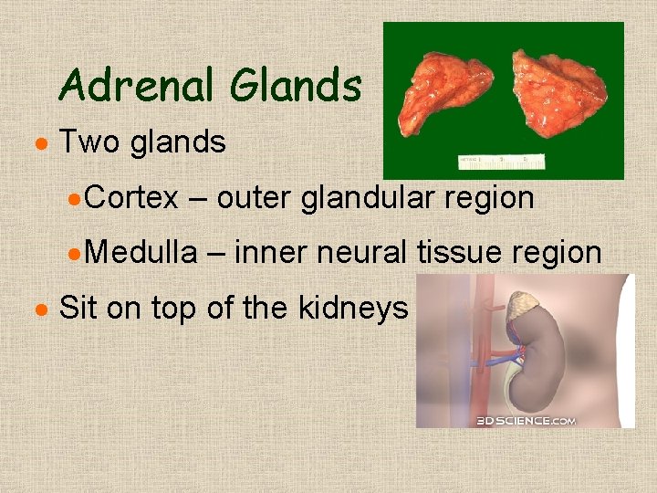 Adrenal Glands · Two glands · Cortex – outer glandular region · Medulla – Adrenal Glands · Two glands · Cortex – outer glandular region · Medulla –