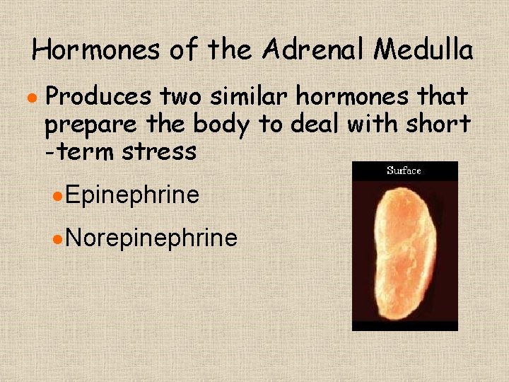 Hormones of the Adrenal Medulla · Produces two similar hormones that prepare the body Hormones of the Adrenal Medulla · Produces two similar hormones that prepare the body