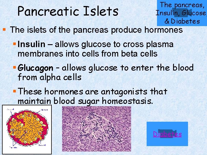 Pancreatic Islets The pancreas, Insulin, Glucose, & Diabetes § The islets of the pancreas Pancreatic Islets The pancreas, Insulin, Glucose, & Diabetes § The islets of the pancreas