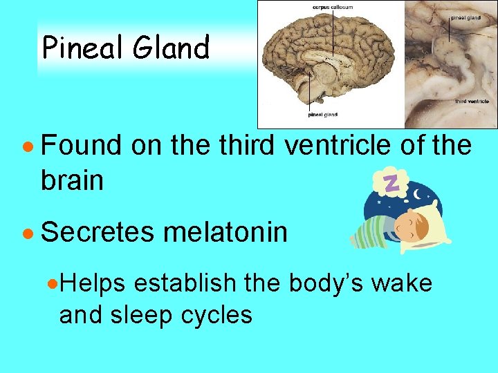 Pineal Gland · Found on the third ventricle of the brain · Secretes melatonin Pineal Gland · Found on the third ventricle of the brain · Secretes melatonin