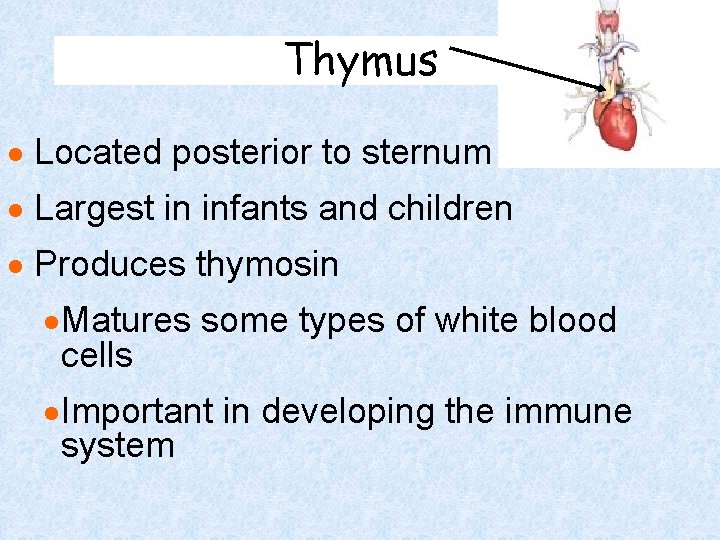 Thymus · Located posterior to sternum · Largest in infants and children · Produces Thymus · Located posterior to sternum · Largest in infants and children · Produces