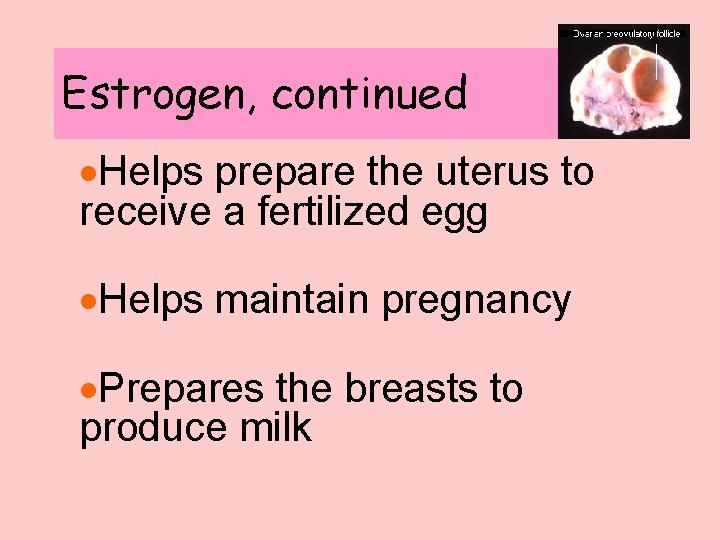 Estrogen, continued ·Helps prepare the uterus to receive a fertilized egg ·Helps maintain pregnancy Estrogen, continued ·Helps prepare the uterus to receive a fertilized egg ·Helps maintain pregnancy