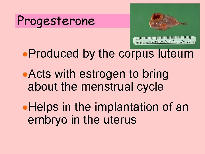 Progesterone ·Produced by the corpus luteum ·Acts with estrogen to bring about the menstrual Progesterone ·Produced by the corpus luteum ·Acts with estrogen to bring about the menstrual