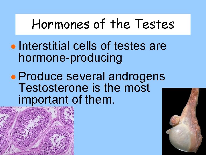Hormones of the Testes · Interstitial cells of testes are hormone-producing · Produce several Hormones of the Testes · Interstitial cells of testes are hormone-producing · Produce several