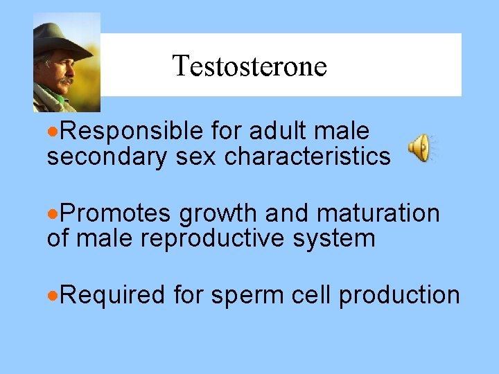 Testosterone ·Responsible for adult male secondary sex characteristics ·Promotes growth and maturation of male Testosterone ·Responsible for adult male secondary sex characteristics ·Promotes growth and maturation of male