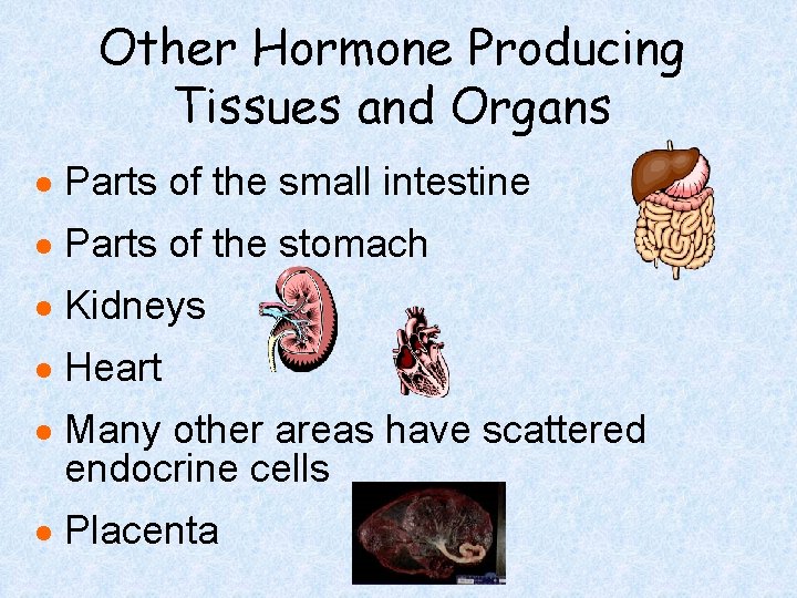 Other Hormone Producing Tissues and Organs · Parts of the small intestine · Parts Other Hormone Producing Tissues and Organs · Parts of the small intestine · Parts