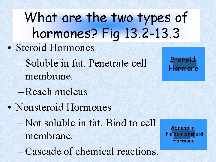 What are the two types of hormones? Fig 13. 2 -13. 3 • Steroid What are the two types of hormones? Fig 13. 2 -13. 3 • Steroid
