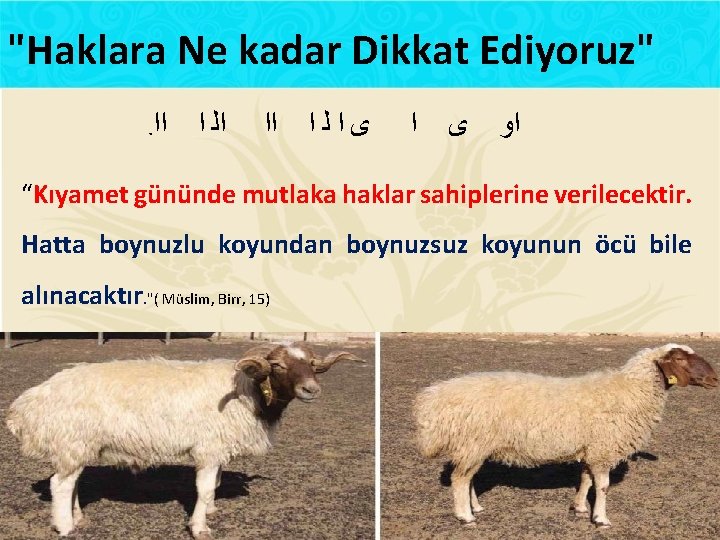 "Haklara Ne kadar Dikkat Ediyoruz". ﺍﺍ ﺍﻟ ﺍ ﺍﺍ ﻟ ﺍ ﺍ ﻯ ﺍﻭ