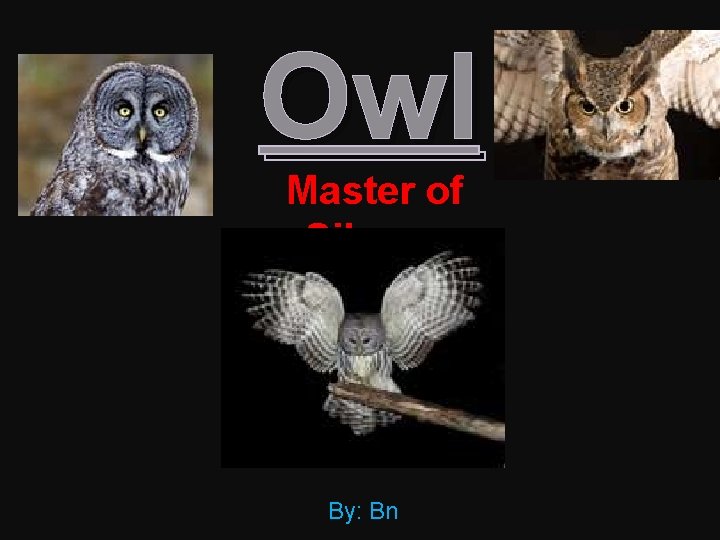 Owl Master of Silence By: Bn 