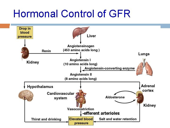 Hormonal Control of GFR -efferent arterioles 