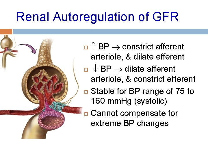 Renal Autoregulation of GFR BP constrict afferent arteriole, & dilate efferent BP dilate afferent