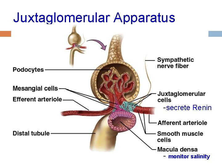 Juxtaglomerular Apparatus -secrete Renin - monitor salinity 