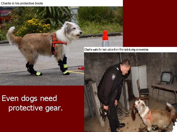 Arson Even dogs need protective gear. 14 