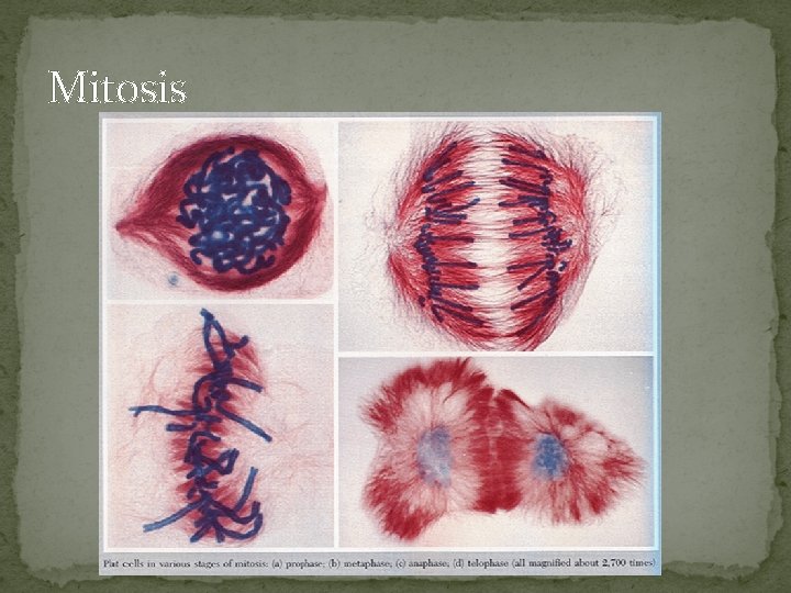 Mitosis 