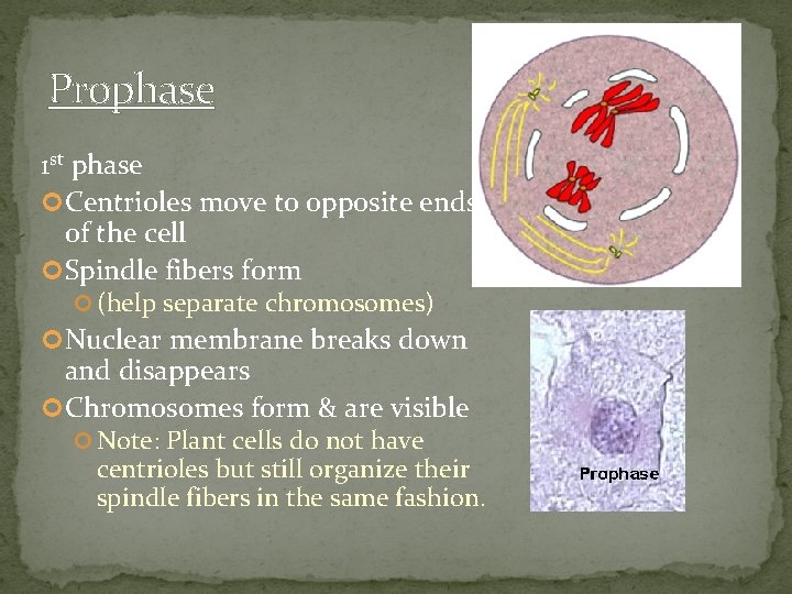 Prophase 1 st phase Centrioles move to opposite ends of the cell Spindle fibers