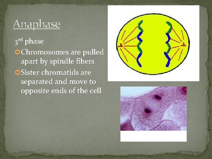 Anaphase 3 rd phase Chromosomes are pulled apart by spindle fibers Sister chromatids are