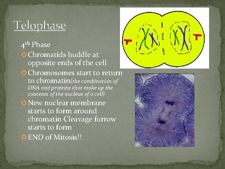 Telophase 4 th Phase Chromatids huddle at opposite ends of the cell Chromosomes start