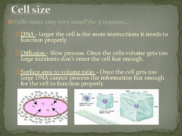 Cell size Cells must stay very small for 3 reasons… � DNA - larger