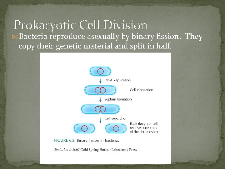 Prokaryotic Cell Division Bacteria reproduce asexually by binary fission. They copy their genetic material