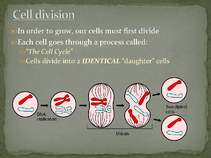 Cell division In order to grow, our cells must first divide Each cell goes