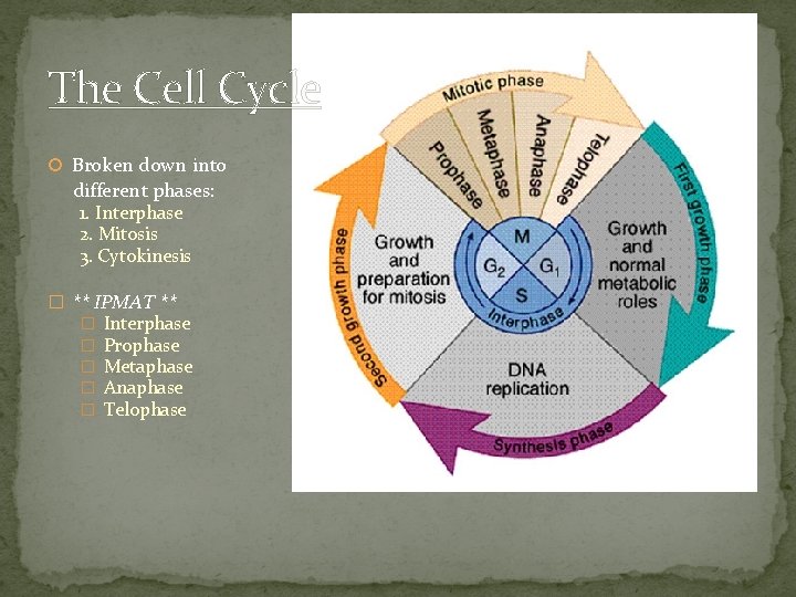 The Cell Cycle Broken down into different phases: 1. Interphase 2. Mitosis 3. Cytokinesis