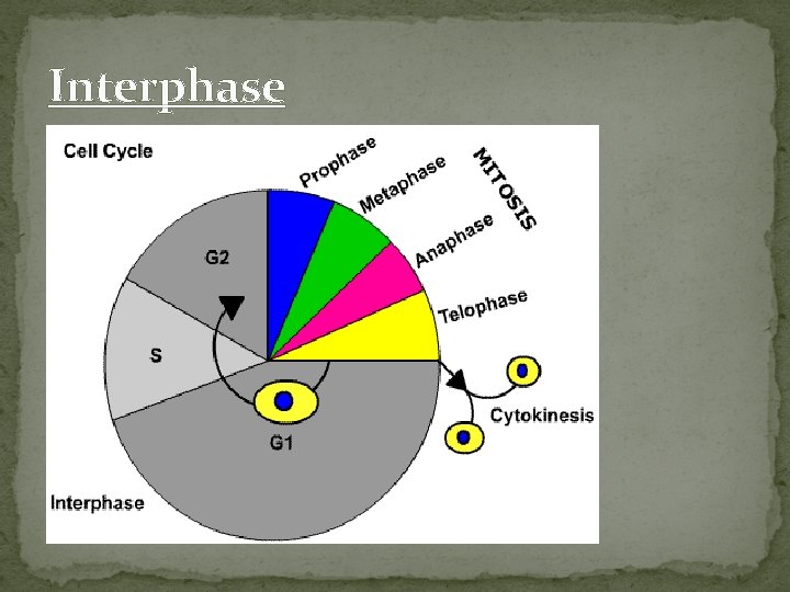 Interphase Cells grow and mature in this phase (Everyday function of a cell) -Broken