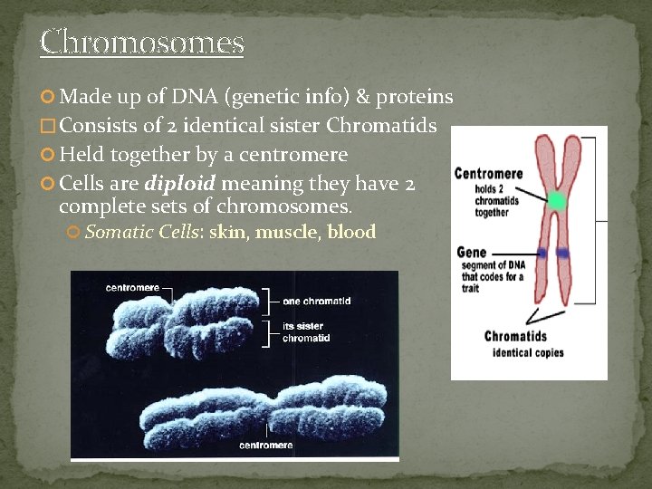 Chromosomes Made up of DNA (genetic info) & proteins � Consists of 2 identical